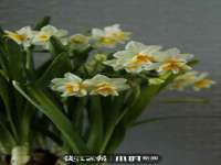 上海市宝山区梦洁水产经营部