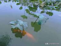 上海市宝山区梦洁水产经营部